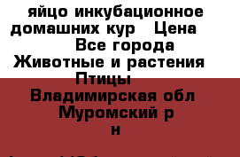 яйцо инкубационное домашних кур › Цена ­ 25 - Все города Животные и растения » Птицы   . Владимирская обл.,Муромский р-н